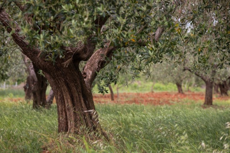 Φωτογραφία από Pylos: History and Heritage