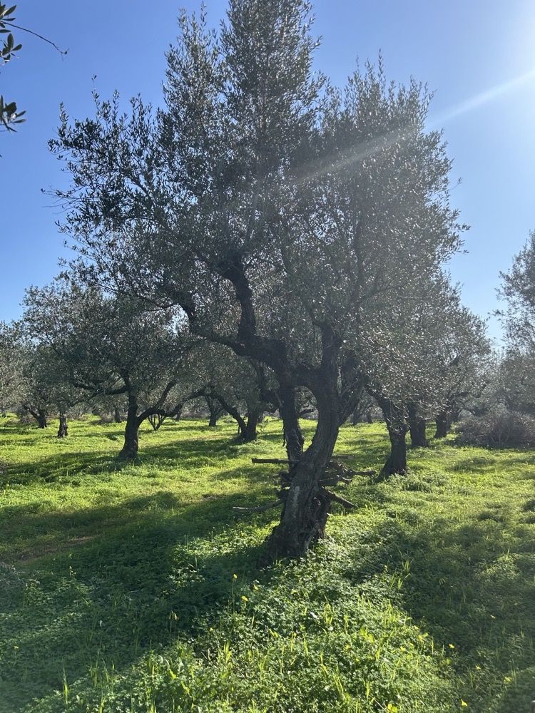 Φωτογραφία από 